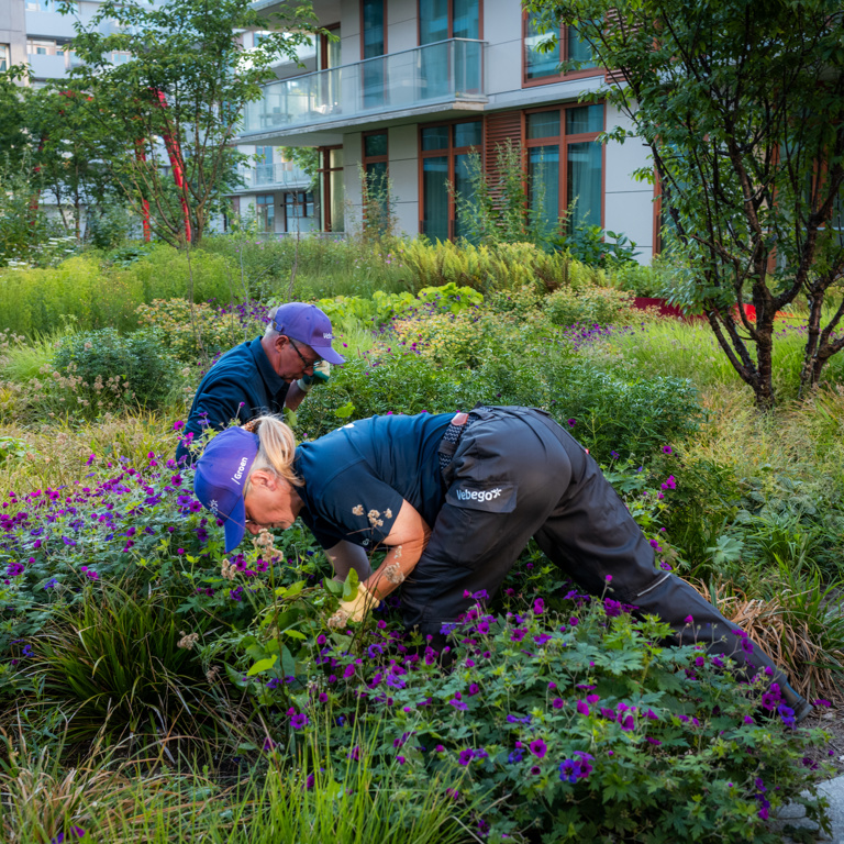 Hoveniers In Het Groen