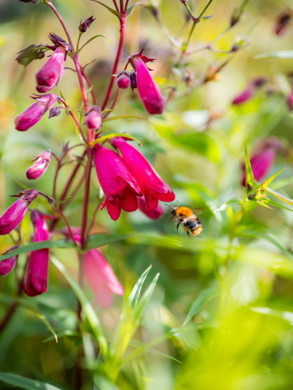 Vebegogroenjuni2025 657 2